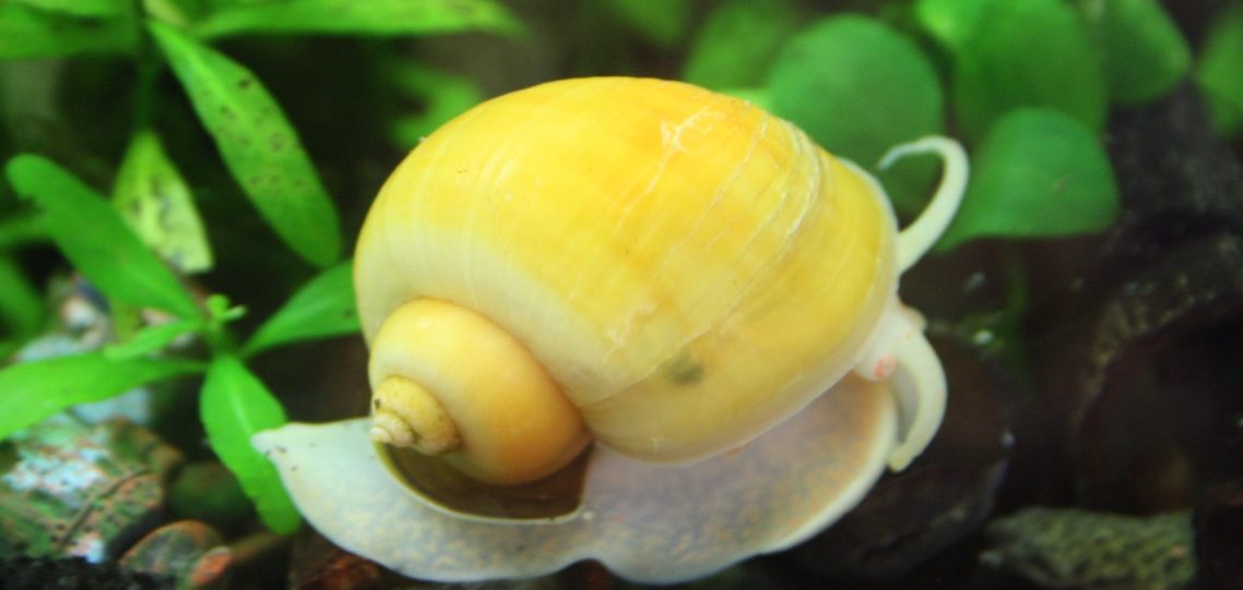 Gelbe Asia-Apfelschnecke Eine gelbe Wasserschnecke auf grünem Pflanzenhintergrund im Aquarium.